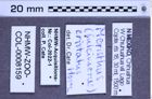 Etiketten zu Meristhus cristatus (NHMW-ZOO-COL-0008159)
